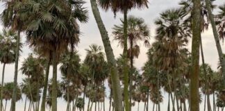 Sesiones extraordinarias: Obtuvo dictamen la creación del Parque y Reserva Nacional Laguna El Palmar