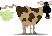 Desde CRA rechazamos el intento de imponer una “tasa al metano bovino”